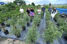 Bantuan untuk warga emas amat diperlukan bagi menampung keperluan harian mereka. Berkebun Jadi Terapi Warga Tua Penghuni Pusat Al Fikrah
