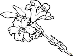 Iris Flower Blossom Flower Drawing Iris Flowers Coloring Pages