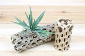 We recommend taking your plant out of the cholla to water, or only dipping the plant into the water, to preserve the integrity of the wood. Wholesale Cholla Wood Containers 3 Inches Tall Min Order 12 Air Plant Shop