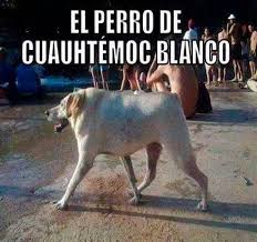 El Perro De Cuauhtemoc Blanco Labrador Dog Dogs Dog Breeds