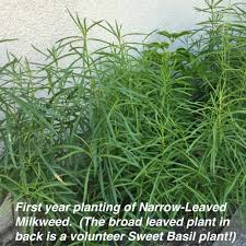 Image result for Asclepias foliosa