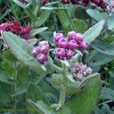 Image result for Pluchea bequaertii