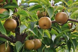 Chojuro is actually one of my favorite characters but he just fails to impress when it comes to our. How To Grow Asian Pear Trees