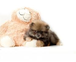 Black And Brown Pomeranian Dog Black Brown Pomeranian Puppy Dog Breeds Pomeranian Dog Pomeranian