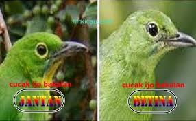 Perbedaan blackthroat boswana dan somerinipemula channel. Cara Membedakan Trotolan Cucak Ijo Jaantan Dan Betina Hobi Burung Sejati Cute766