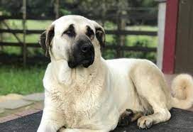 Pugs In 2021 Kangal Dog Dog Breeds Dog Club