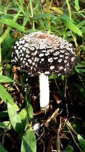 Image result for Mikaniopsis