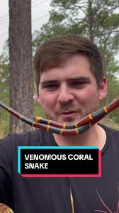 DO NOT REPLICATE. PERFORMED BY A PROFESSIONAL. Red and yellow friend of  Jack, red and black friend of Jack. I am Jack and I approve this message.  #coralsnake #snake #snakes #elapid #reptile #reptiles ...
