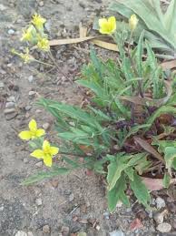Image result for Diplotaxis tenuifolia