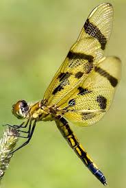 Black And Blue Dragonfly Black Blue And Yellow Dragonfly Celithemis Eponina Dragonfly Dragon Flys Insects