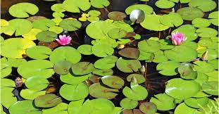 What eats lily pads i hear you ask ? Fishing Lily Pads How To Catch Big Bass In The Pads