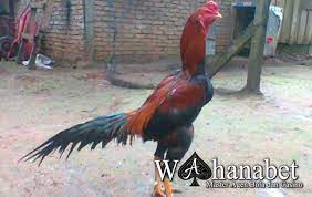Ekor Ayam Bangkok Aduan Yang Bagus Dan Berkualitas Merupakan Salah Satu Hal Yang Penting Untuk Mengarahkan Gerakan Ayam Aduan Dan Pukulan Lebih Terarah
