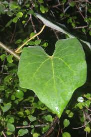 Image result for Tinospora fragosa