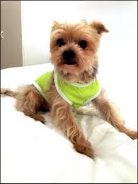 006 Filli Tshirt Acik Yesil Dog Dogfashion Petfashion Www Kemique Com Kopek Minder Yesil