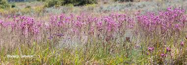 Image result for Campuloclinium macrocephalum