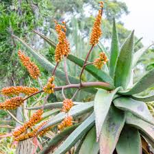 Image result for Aloe munchii