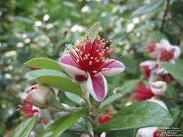 Image result for Feijoa sellowiana