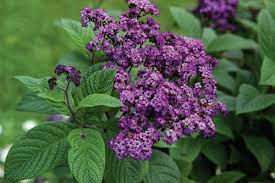 Annuals Glenwild Garden Center Shade Plants Dry Plants Planting Flowers