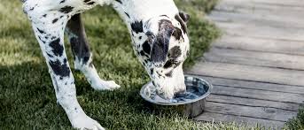 Kopeklerde Idrar Torbasi Sorunlari Royal Canin