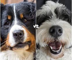 Mini bernese mountain dog bernedoodle puppies. Bernese Mountain Dog Vs Bernedoodle Dog Comparison The Dogs Magazine