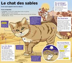 Ces Bebes Chats Des Sables Ont Ete Examines Par Un Veterinaire Le Petit Quotidien Le Seul Journal D Actualite Pour Les Enfants De 6 10 Ans Pour les articles homonymes, voir chat (animal). petit quotidien