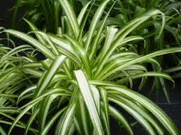 Image result for Chlorophytum minor