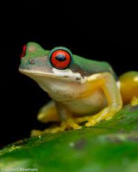 Image result for Grona ramosissima