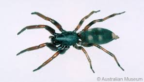 White Tailed Spider Better Health Channel