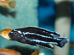They occur here in the wild in the rock littoral. Pseudotropheus Johanni Gome Wf Wfnz African Colours