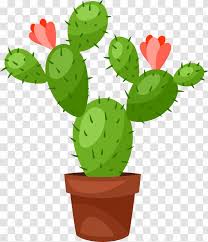 This prevents the new plant from rotting at the base and can take 2 to 4. Cactus Vector Graphics Royalty Free Illustration Flowerpot Eastern Prickly Pear Bonsai Transparent Png