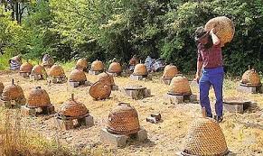 Mein Leben Mit Bienen Bienen Bienenhaltung Bienenzucht