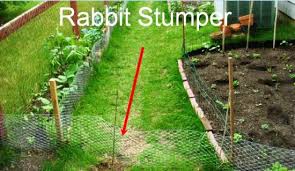 Garden Pest Management: How to Build a Rabbit-Proof Fence and Slug Traps –  Mother Earth News