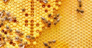 Maybe you would like to learn more about one of these? Ruches A La Maison Comment Aider Les Abeilles Sans Vous Nuire Blogue Energir