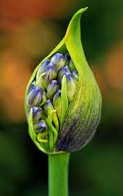 Pin By Airi Siekkinen On Fleurs Bouquets Etc Agapanthus African Lily Cool Plants