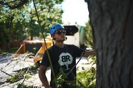 Search for relevant results here! Knowledgeable Tree Service Team In Boulder Longmont Co
