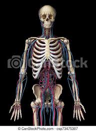 Currently this app only supports windows 10. Human Body Anatomy Skeleton With Veins And Arteries Front View Human Body Anatomy 3d Illustration Of 3 4 Skeletal And Canstock