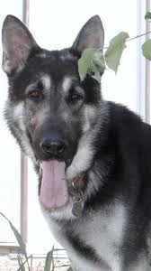 Black And Silver German Shepherd Puppies For Sale Near Me Black And Silver German Shepherd Puppies For Sale Silver German Shepherd German Shepherd Puppies Shepherd Puppies