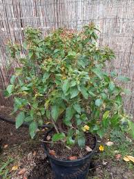 C'est en photos que je vous ouvre. Outils De Jardinage Tondeuse D Occasion Plaisir 78370 Leboncoin