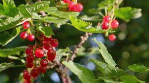 Image result for Phytolacca dodecandra