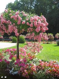 The top countries of suppliers are. French Rose Tree Rose Trees Beautiful Gardens Lilac Tree