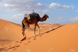 A camel with an abdnomal glioma. Arabian Camel Or Dromedary Camelus Dromedarius Also Called Stock Photo Picture And Royalty Free Image Image 15553957