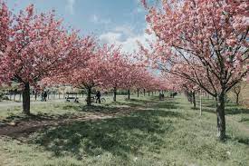 We did not find results for: The Best Spots To View Cherry Blossoms In Berlin