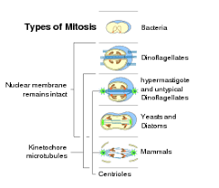 Meiosis produces 4 haploid gametes. Mitosis Wikipedia