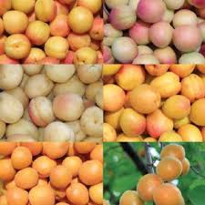 Medium to large, orange apricot. Pdf Genetic Resources Of Apricots Prunus Armeniaca L In Central Asia