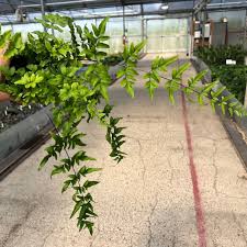 Image result for Pellaea