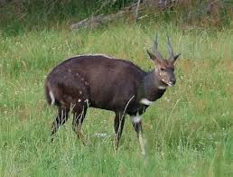 Image result for Inhambanella