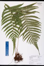 Image result for Thelypteridaceae