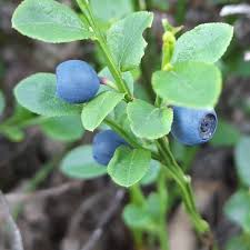 Image result for Vaccinium madagascariense