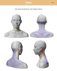 Anatomy For Sculptors On Instagram Detailed Shapes Of The Female Neck From Various Angles In The Book W Human Anatomy Art Human Anatomy Drawing Anatomy Art