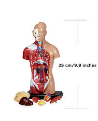 This anatomical model is an outstanding value. Charts Posters Torso And Heart Vision Scientific Vbm B11n Elementary And High School Learning Package W Manual Set Of Three Human Anatomy Models Skeleton Science Education